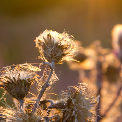 Bild 1 Thumbnail: Scharfes Bild von einer Blume.